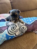Taylor, a female Morkie for sale in Bergenfield, NJ – 2 of 2