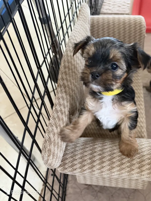 Kelsey  – Morkie puppy for sale in Bergenfield, NJ