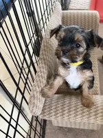 Kelsey , a female Morkie for sale in Bergenfield, NJ – 1 of 2