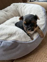 Ellie , a female Morkie for sale in Bergenfield, NJ – 1 of 2