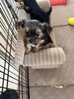 Kelsey , a female Morkie for sale in Bergenfield, NJ – 2 of 2