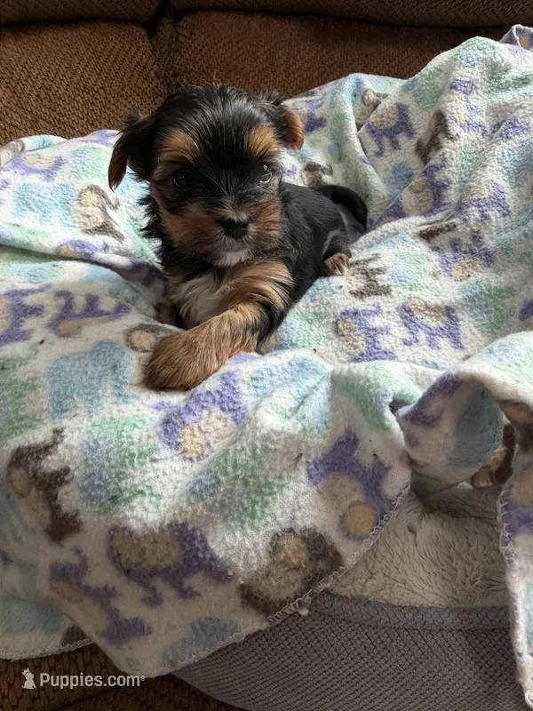 Madison  – Morkie puppy for sale in Bergenfield, NJ