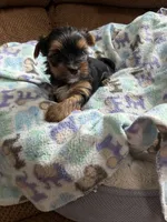 Madison , a female Morkie for sale in Bergenfield, NJ – 1 of 3