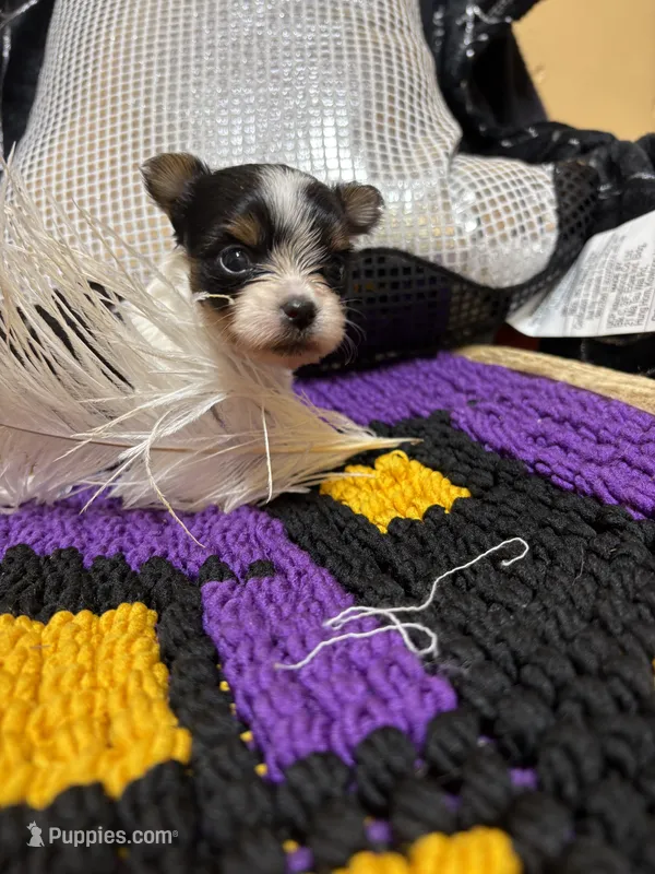 Raven – Yorkshire Terrier puppy for sale in Bergenfield, NJ