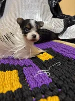 Raven, a female Yorkshire Terrier for sale in Bergenfield, NJ – 1 of 2