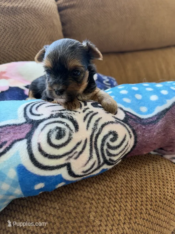 Taylor – Morkie puppy for sale in Bergenfield, NJ