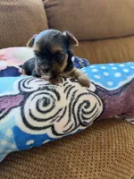 Taylor, a female Morkie for sale in Bergenfield, NJ – 1 of 2