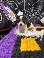 Raven, a female Yorkshire Terrier for sale in Bergenfield, NJ – 2 of 2