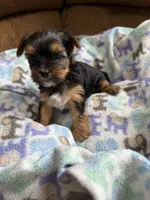 Madison , a female Morkie for sale in Bergenfield, NJ – 3 of 3