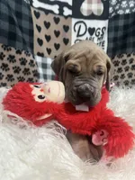 Eva, a female Great Dane for sale in Vail, IA – Photo 5 of 6