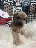 Eva, a female Great Dane for sale in Vail, IA – Photo 1 of 6