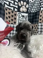 Eva, a female Great Dane for sale in Vail, IA – Photo 2 of 6