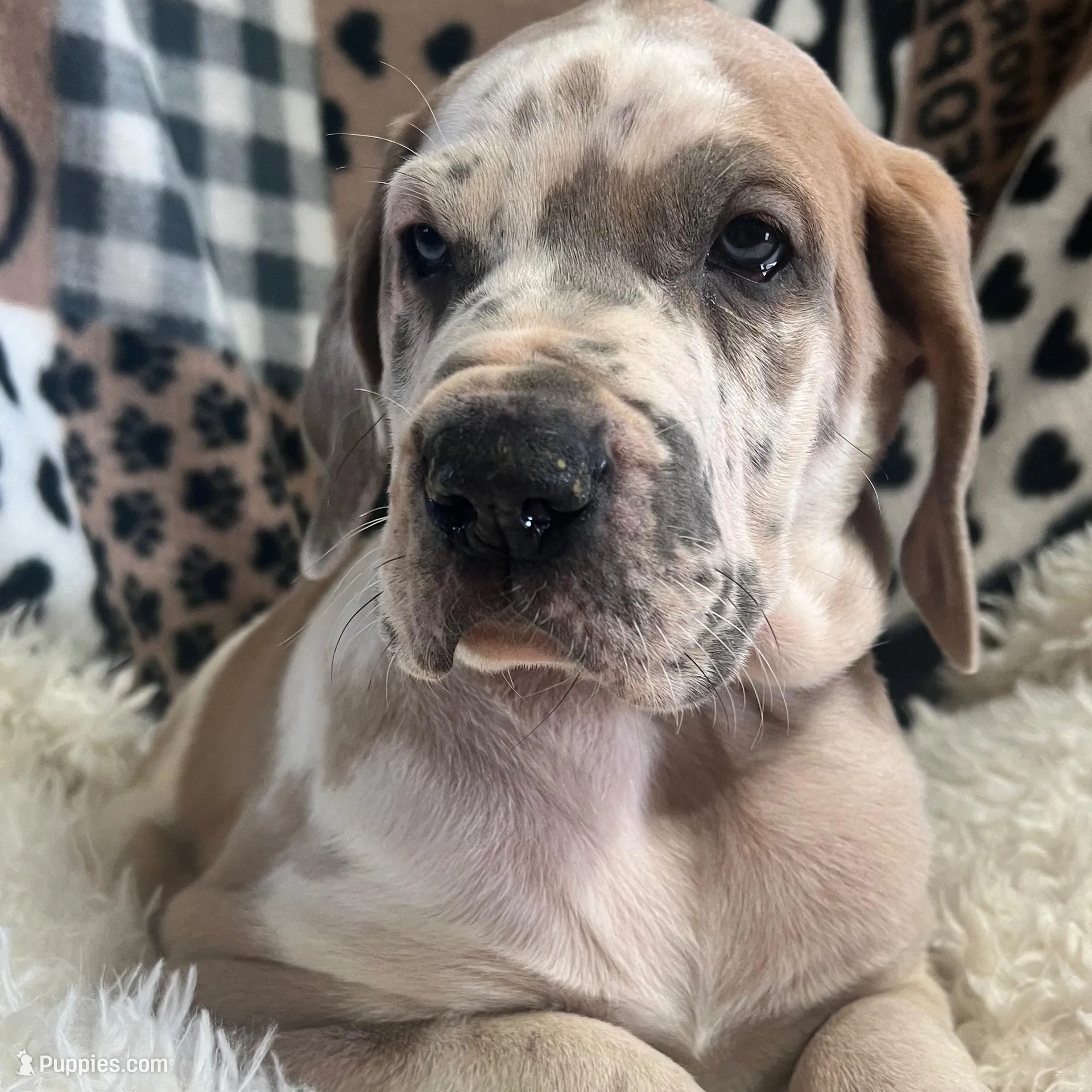 Archie – Great Dane puppy for sale in Vail, IA