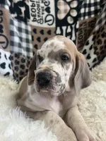 Archie, a male Great Dane for sale in Vail, IA – Photo 2 of 2