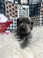 Ava, a female Great Dane for sale in Vail, IA – Photo 3 of 6