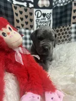 Ava, a female Great Dane for sale in Vail, IA – Photo 4 of 6