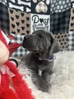 Ava, a female Great Dane for sale in Vail, IA – Photo 1 of 6