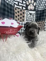 Ava, a female Great Dane for sale in Vail, IA – Photo 6 of 6