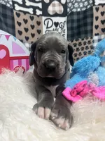 Meathead, a male Great Dane for sale in Vail, IA – Photo 4 of 6