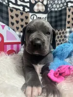 Meathead, a male Great Dane for sale in Vail, IA – Photo 1 of 6