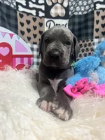 Meathead, a male Great Dane for sale in Vail, IA – Photo 5 of 6