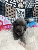 Willie, a male Great Dane for sale in Vail, IA – Photo 4 of 4