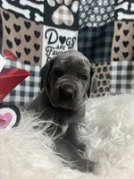 Ellie , a female Great Dane for sale in Vail, IA – Photo 4 of 5