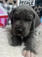 Willie, a male Great Dane for sale in Vail, IA – Photo 2 of 4