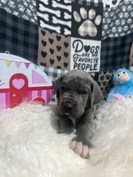 Willie, a male Great Dane for sale in Vail, IA – Photo 3 of 4