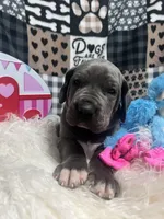 Meathead, a male Great Dane for sale in Vail, IA – Photo 6 of 6