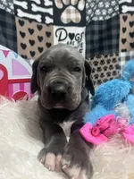 Meathead, a male Great Dane for sale in Vail, IA – Photo 2 of 6