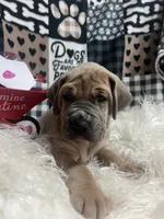 Ellie, a female Great Dane for sale in Vail, IA – Photo 2 of 5