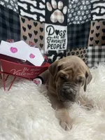 Ellie, a female Great Dane for sale in Vail, IA – Photo 3 of 5