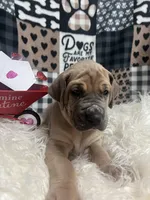 Ellie, a female Great Dane for sale in Vail, IA – Photo 5 of 5