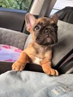 Bam Bam, a male French Bulldog for sale in East Providence, RI – 3 of 4