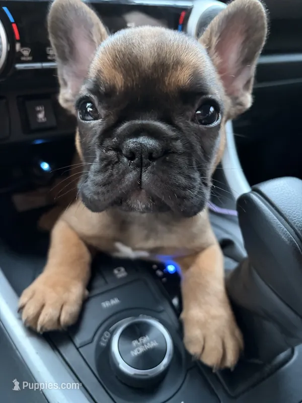 Bam Bam – French Bulldog puppy for sale in East Providence, RI