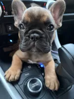 Bam Bam, a male French Bulldog for sale in East Providence, RI – 1 of 4