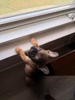 Bam Bam, a male French Bulldog for sale in East Providence, RI – 2 of 4