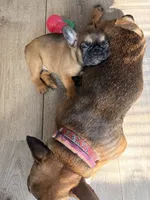 Bam Bam, a male French Bulldog for sale in East Providence, RI – 4 of 4