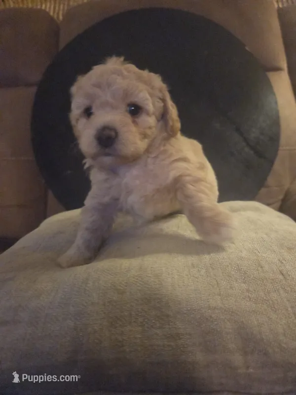 Viola – Poodle - Toy  puppy for sale in Grand Island, FL