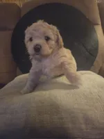 Viola, a female Poodle - Toy  for sale in Grand Island, FL – 1 of 2