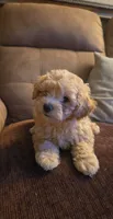 Viola, a female Poodle - Toy  for sale in Grand Island, FL – 2 of 2