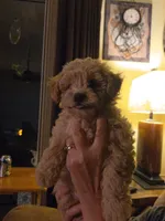 Harper, a male Poodle - Toy  for sale in Grand Island, FL – 2 of 3