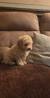 Harper, a male Poodle - Toy  for sale in Grand Island, FL – 3 of 3