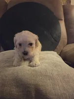 Harper, a male Poodle - Toy  for sale in Grand Island, FL – 1 of 3
