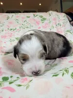 Blueberry Milkshake, a male Australian Shepherd for sale in Clovis, CA – 1 of 2