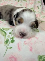Blueberry Milkshake, a male Australian Shepherd for sale in Clovis, CA – 2 of 2
