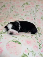 Zekrom, a male Australian Shepherd for sale in Clovis, CA – 3 of 3