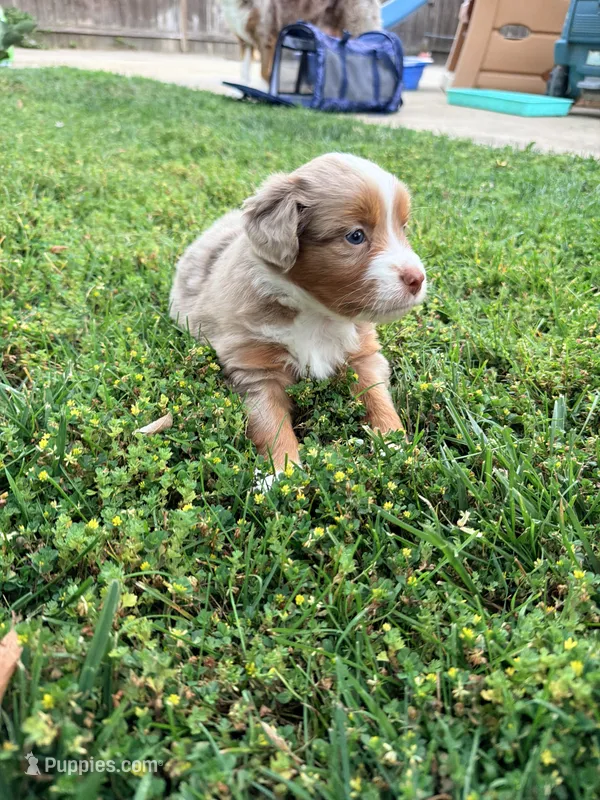 Hot Dog – Australian Shepherd puppy for sale in Clovis, CA