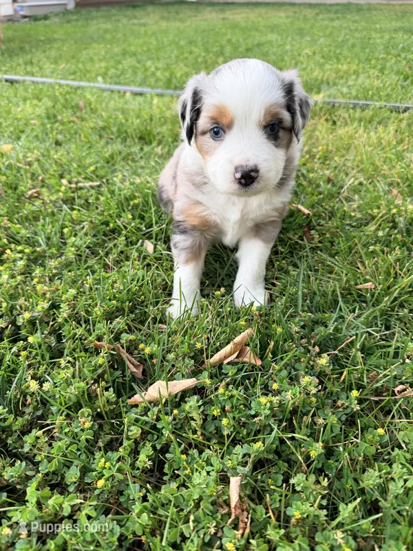 Blueberry Milkshake – Australian Shepherd puppy for sale in Clovis, CA
